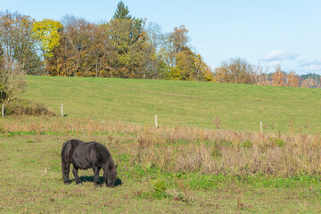 Shetland pony on a pasture