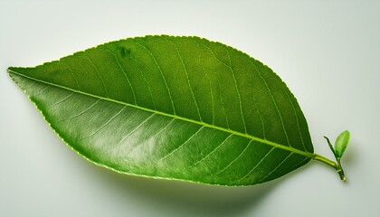 Obraz premium Fresh green lime leaves, placed in a golden ratio composition with one leaf partially torn, on a light background.
