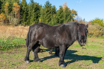 Shetland pony on a pasture