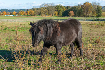 Shetland pony on a pasture