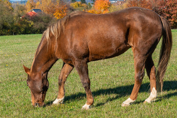 Single horse grazing on a pasture