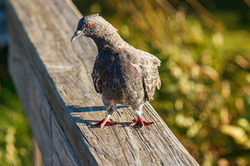 Close up of a Pigeon on docks at the lake