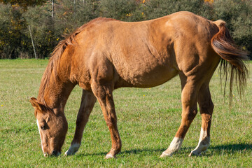 Single horse grazing on a pasture