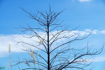Bare Tree Silhouette Against Blue Sky