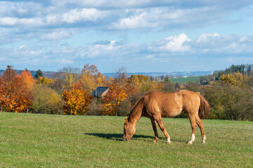 Single horse grazing on a pasture