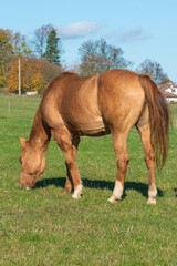 Single horse grazing on a pasture