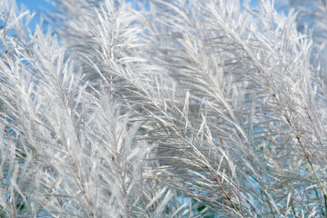 Delicate Silver Grass Swaying in Gentle Breeze