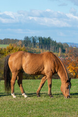 Single horse grazing on a pasture