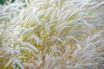Soft Nature Grass in Gentle Sunlight