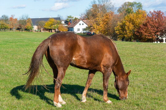 Single horse grazing on a pasture