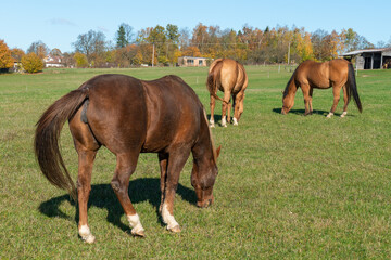 Horses on a pasture during autumn