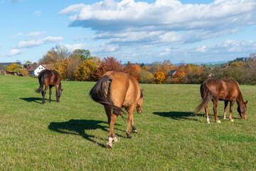 Obraz premium Horses on a pasture during autumn