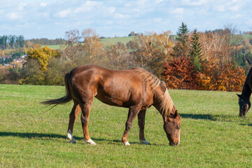Horses on a pasture during autumn
