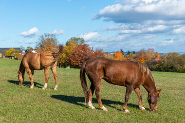 Horses on a pasture during autumn