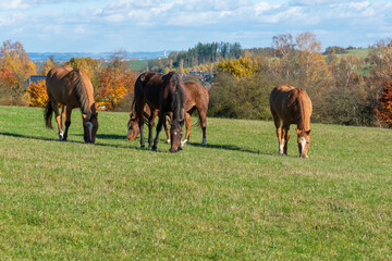 Horses on a pasture during autumn