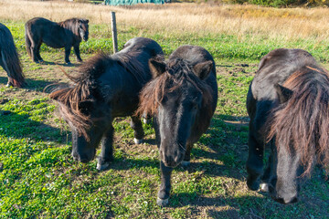 Pony horses grazing on a pasture