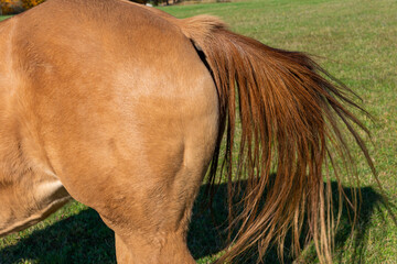 detail of a tail of brown horse grazing on pasture