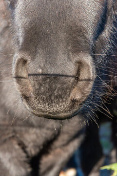 Detail of Shetland pony on pasture