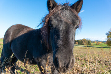 Detail of Shetland pony on pasture