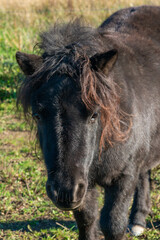 Detail of Shetland pony on pasture
