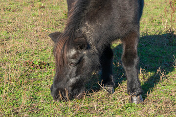 Detail of Shetland pony on pasture