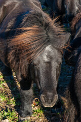 Detail of Shetland pony on pasture