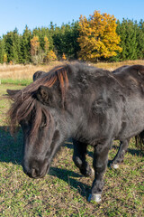 Detail of Shetland pony on pasture