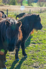 Detail of Shetland pony on pasture