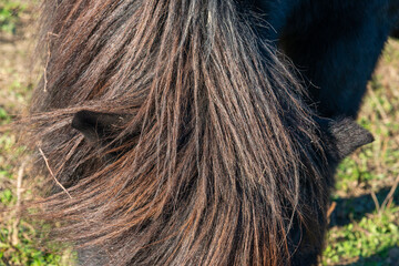 detail of a mane of brown horse grazing on pasture