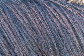 detail of a mane of brown horse grazing on pasture