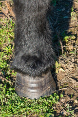 detail of a hoof of Shetland pony