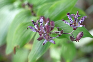 格調高い風情ある花