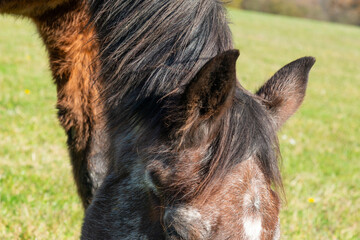 detail of ears of a brown horse