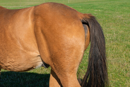 Detail of a brown horse grazing on pasture