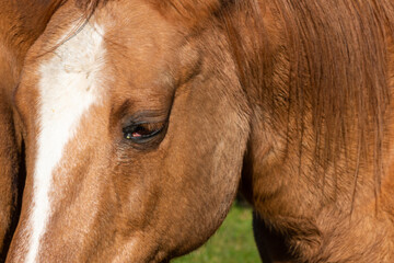 Naklejka premium Detail of a brown horse grazing on pasture