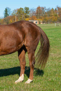 Detail of a brown horse grazing on pasture