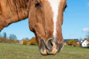 Detail of a brown horse grazing on pasture