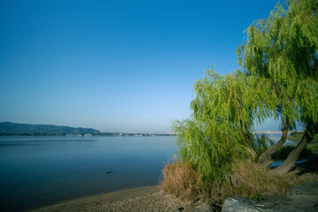 Obraz premium 한강의 느티나무