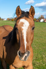 Detail of a brown horse grazing on pasture