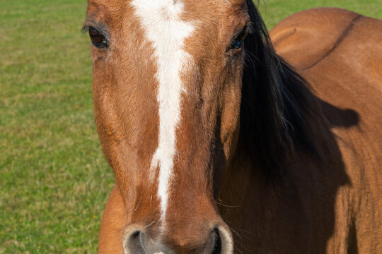 Detail of a brown horse grazing on pasture