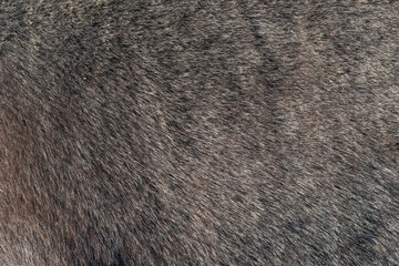 Close-up of fur of pony horse