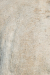 close-up of fur of white horse