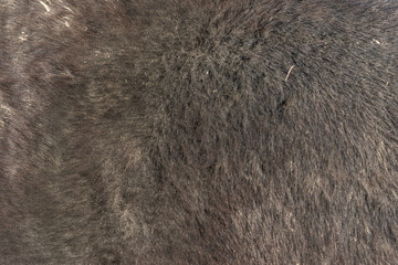 Close-up of fur of pony horse