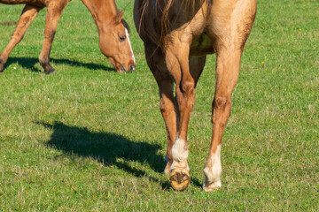 Detail of a brown horse grazing on pasture