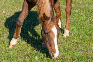 Obraz premium Detail of a brown horse grazing on pasture