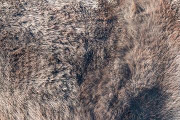 Close-up of fur of pony horse