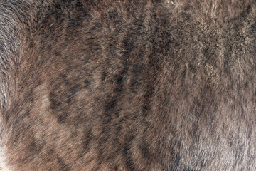 Close-up of fur of pony horse