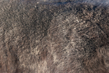Close-up of fur of pony horse