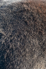 Close-up of fur of pony horse