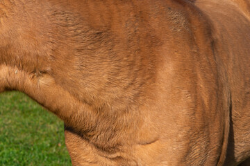 Close-up of fur of brown horse